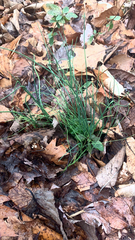 Allium vineale
