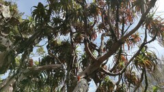 Dracophyllum traversii