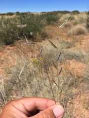 Bouteloua parryi