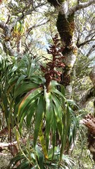 Dracophyllum traversii