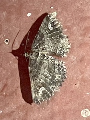 Eucymatoge scotodes