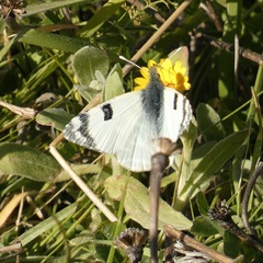 Euchloe belemia