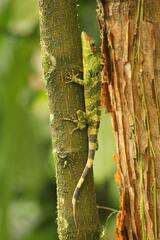 Anolis fraseri