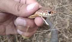 Dolichophis caspius