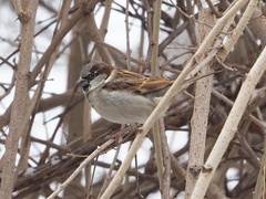 Passer domesticus