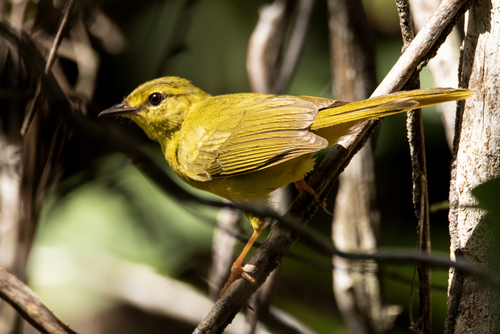 Flavescent Warbler