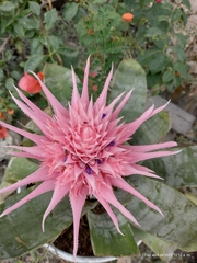 Aechmea fasciata
