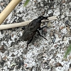 Sphenophorus coesifrons