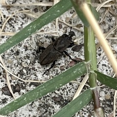 Sphenophorus coesifrons