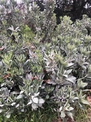 Eriodictyon crassifolium