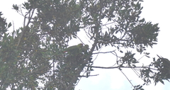Enicognathus leptorhynchus