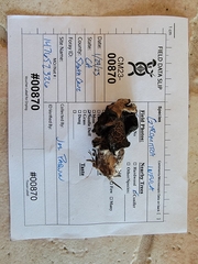 Gyromitra infula