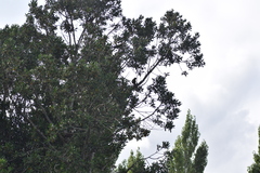 Enicognathus leptorhynchus