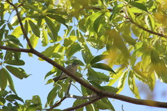 Vireo plumbeus