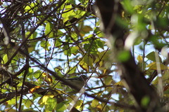 Vireo plumbeus
