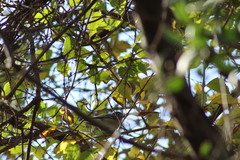 Vireo plumbeus