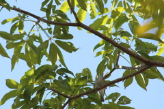 Vireo plumbeus