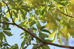 Vireo plumbeus