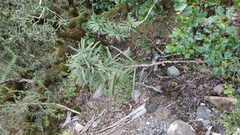 Pseudopanax linearis