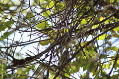 Vireo plumbeus