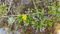 Brachyglottis bellidioides