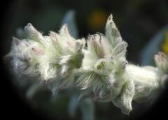 Stachys cretica