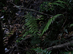 Blechnum nudum