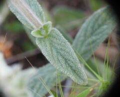 Stachys cretica