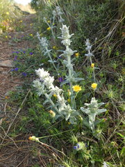 Stachys cretica