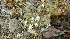 Celmisia sessiliflora