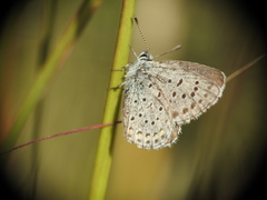 Pseudophilotes vicrama