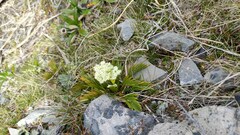Aciphylla similis
