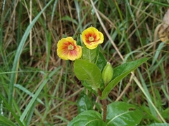 Oenothera epilobiifolia