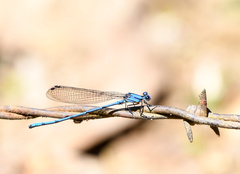Argia medullaris