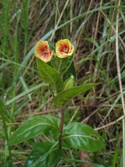 Oenothera epilobiifolia