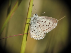 Pseudophilotes vicrama