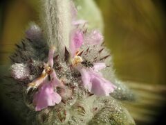 Stachys cretica