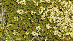 Hectorella caespitosa