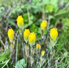 Castilleja levisecta