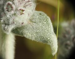 Stachys cretica