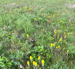 Castilleja levisecta