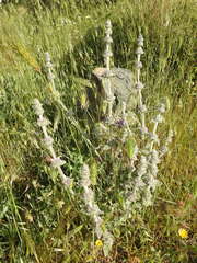Stachys cretica