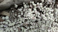 Leucogenes grandiceps