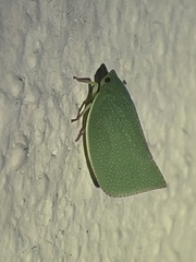 Siphanta acuta