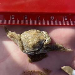 Carcinus maenas