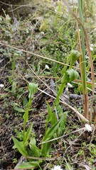 Pterostylis oliveri