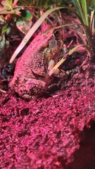 Anaxyrus terrestris
