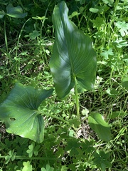 Zantedeschia
