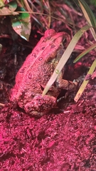 Anaxyrus terrestris