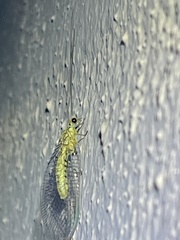 Italochrysa insignis